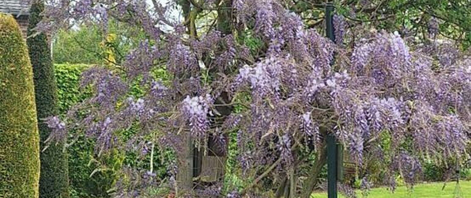 Huis te koop in Maaseik